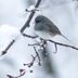 15 Absolutely Adorable Junco Bird Pictures