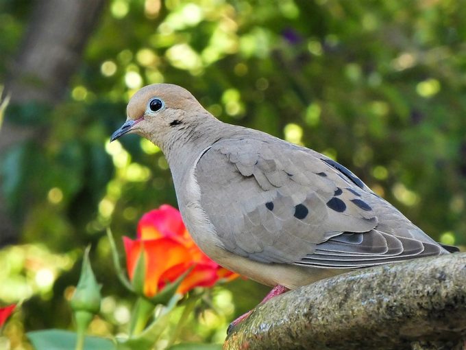 mourning dove lifespan