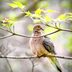 What Does a Mourning Dove Call Sound Like?