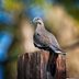 How to Identify a White-Winged Dove