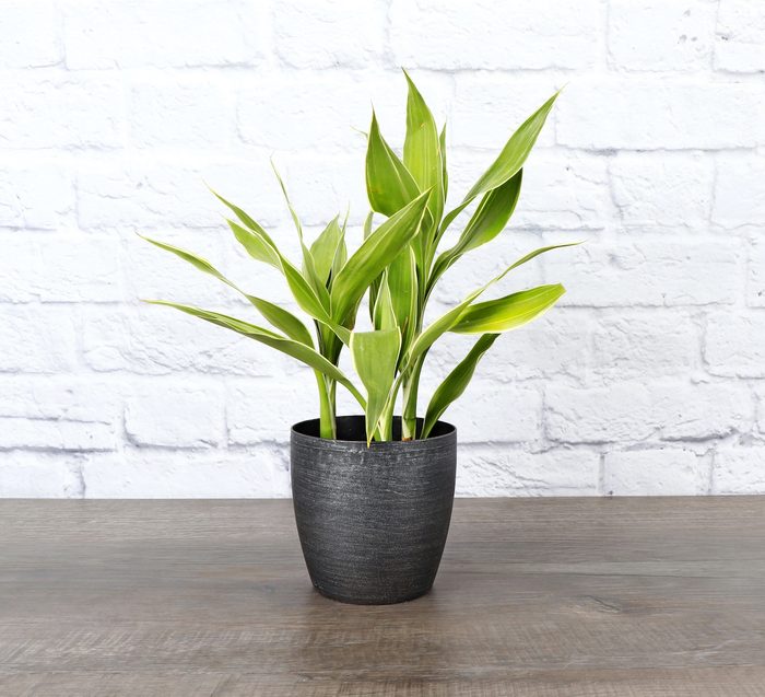 4 Sanderiana Core Brushed Silver 2