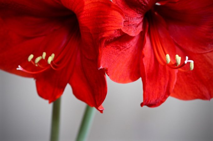 How to Grow and Care for Amaryllis (and Make the Bulbs Rebloom!)