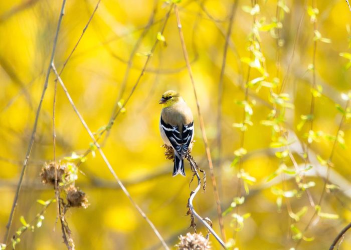 Bnbbyc17 Jessica Letizia 1, goldfinch pictures