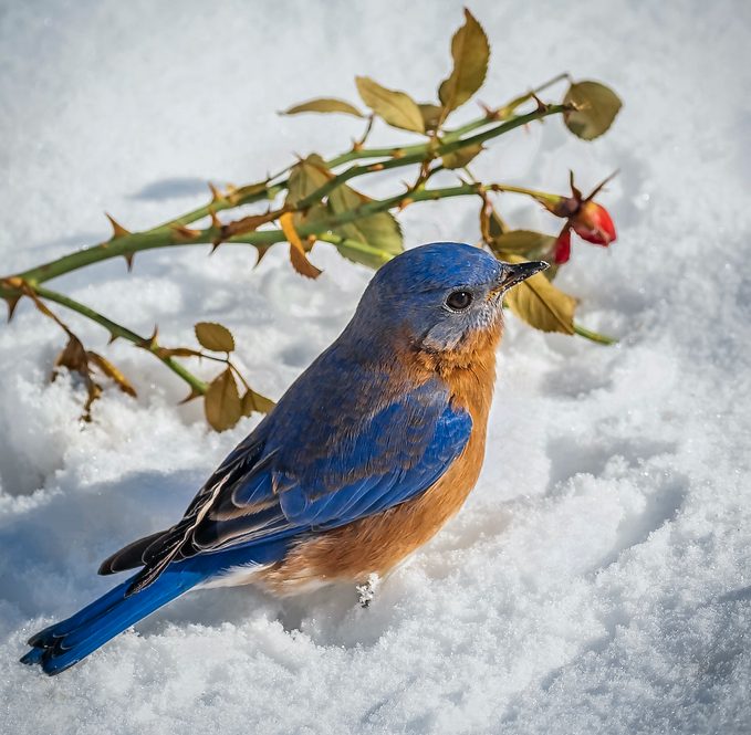 roses in winter, bluebird