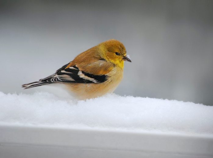Bnbbyc17 Maribeth Vanderwoude, goldfinch pictures