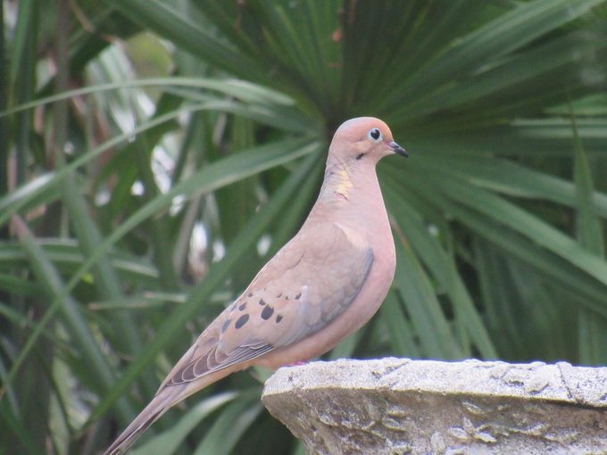 mourning dove