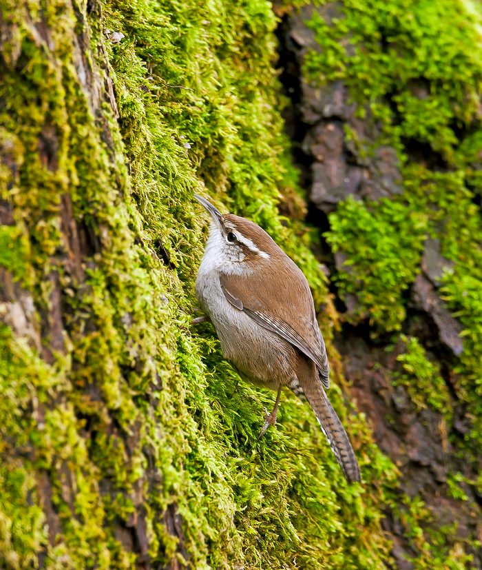 Bewick’s wren