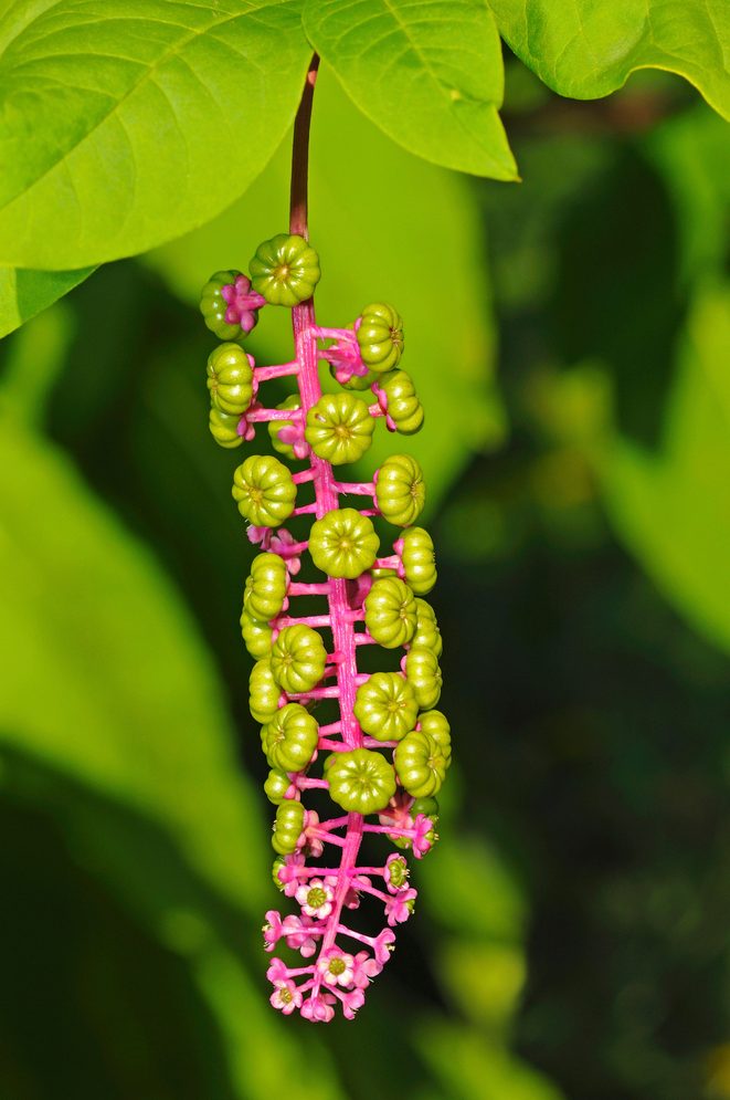 Young Infructescences Of American Pokeweed (phytolacca Americana)