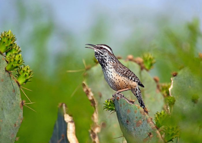 Cactus wren singing