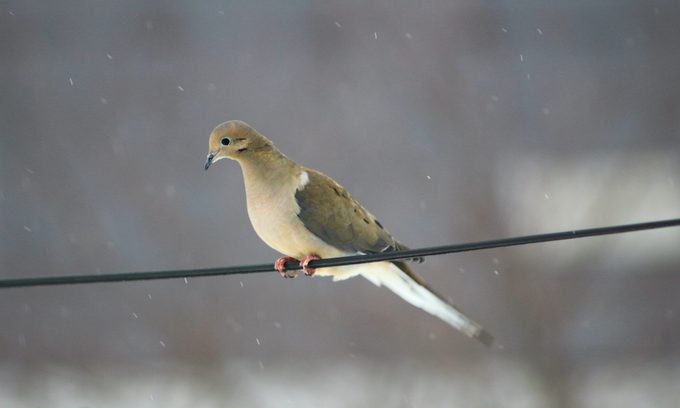 mourning dove vs pigeon