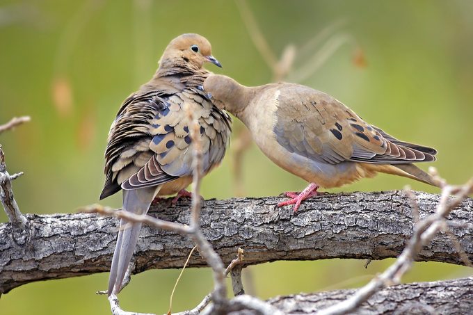 mourning doves cuddling