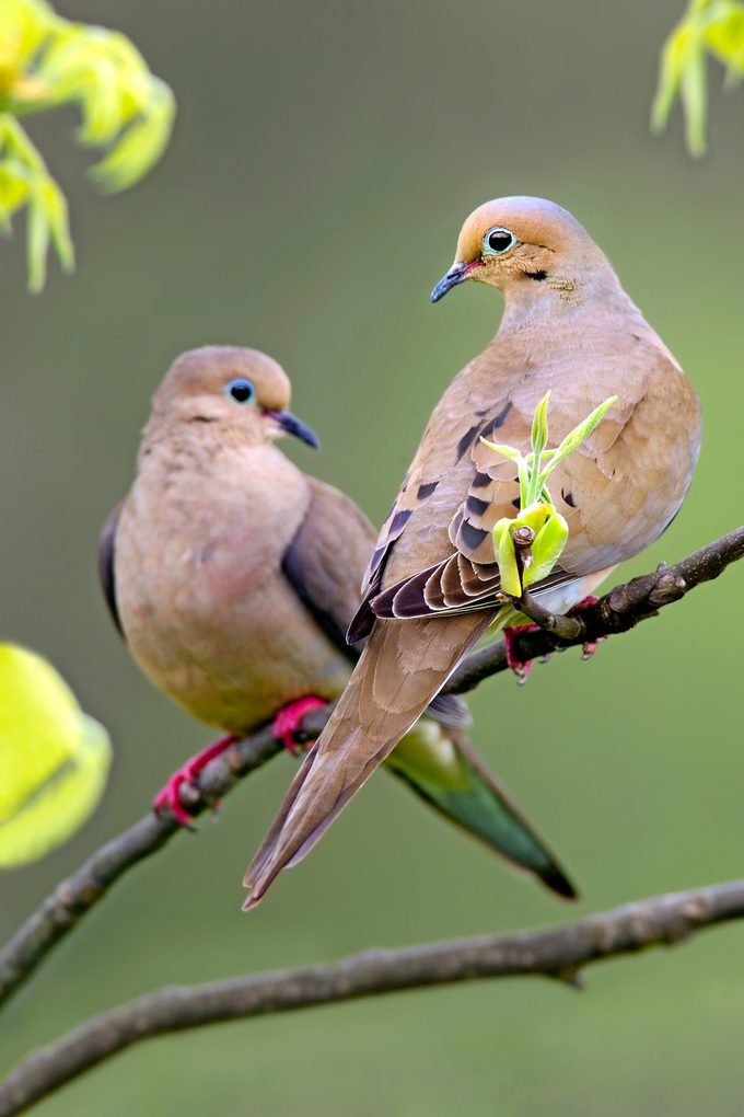 Dove Mourning2pring Vd Masp9999