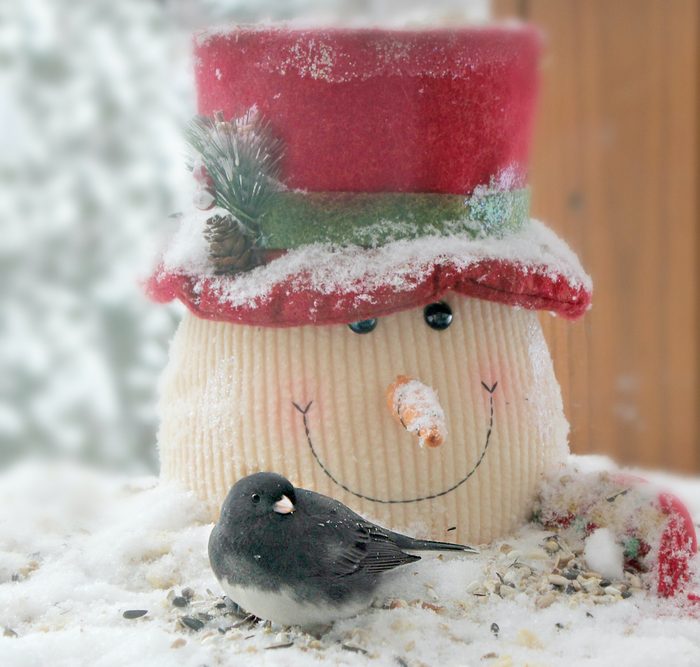junco bird