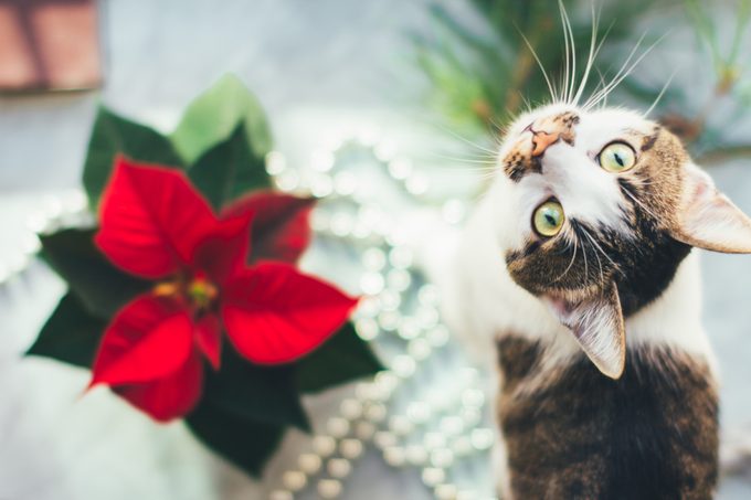 Are Poinsettias Poisonous to Cats and Dogs?