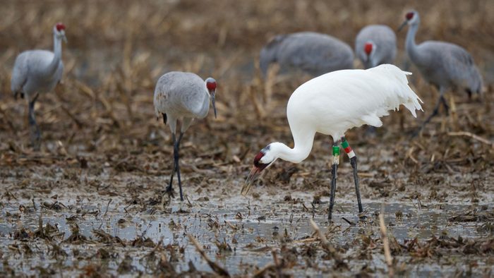 Whooping Crane Eating Corn