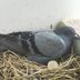 Mystery Solved: Why You Never See a Baby Pigeon