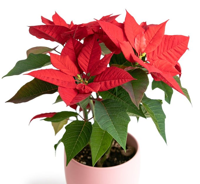 Poinsettia Plant Christmas Star Flower