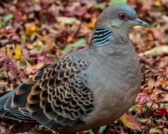 Streptopelia orientalis, oriental turtledove