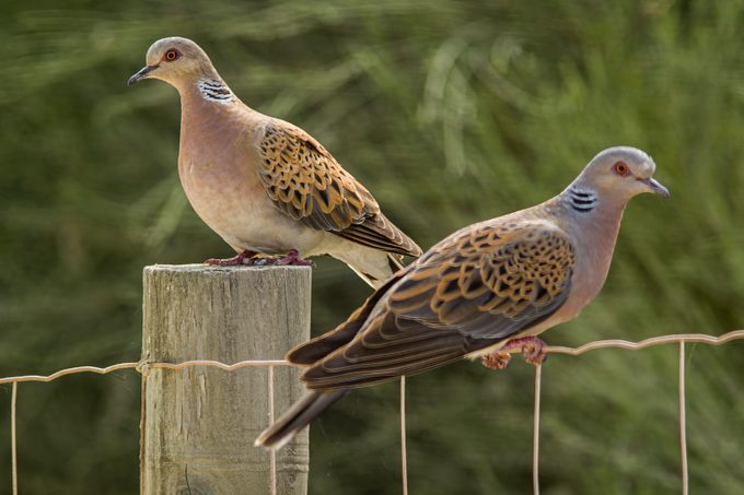 European Turtle Dove (Streptopelia turtur) Couple Perched On A Fence