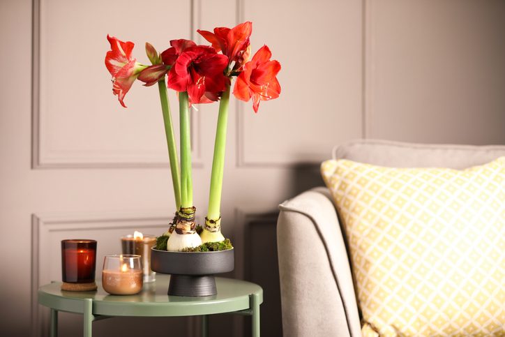 Beautiful red amaryllis