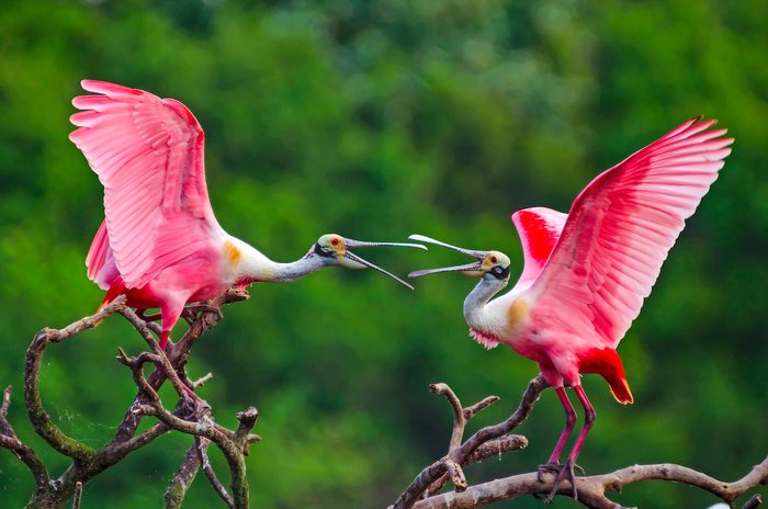 Close Up Of Birds Perching On Branch,smith Oaks Sanctuary,united States,usa, bird feathers