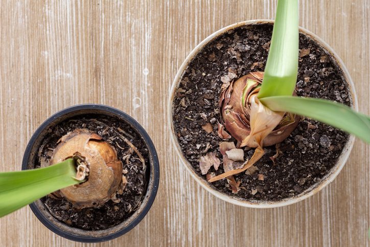 amaryllis bulb care