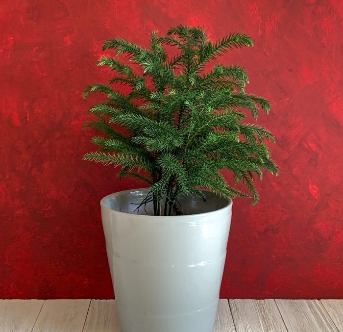 Christmas Tree, Norfolk Island Pine