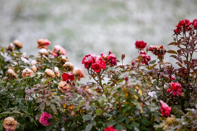 November First Snow