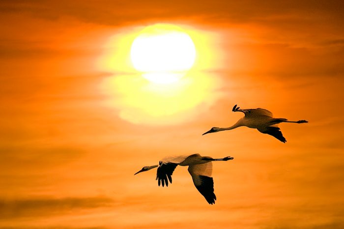 Whooping Cranes (grus Americana) Flying