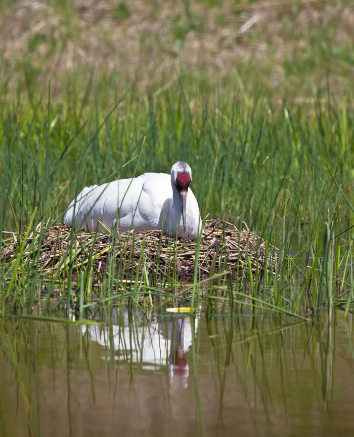 Whooping Crane