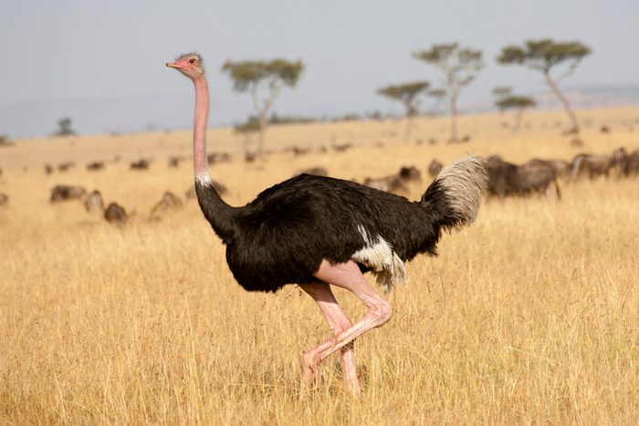 Male Ostrich, bird feathers