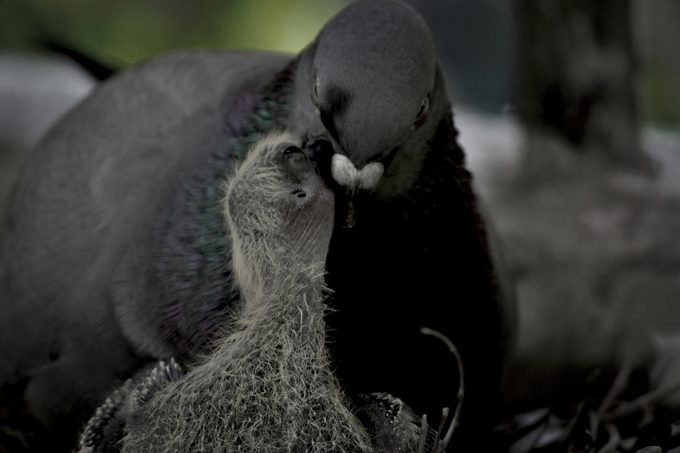 Pigeon With baby Squab In Nest