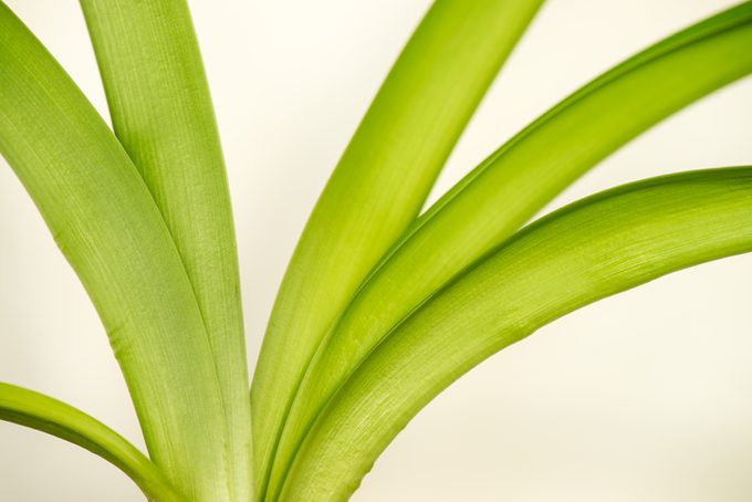 Amaryllis plant