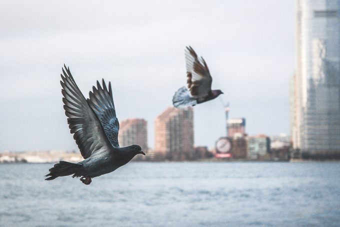 Pigeons Flying Over River Against Sky