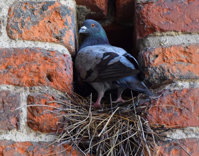 Low Angle View Of Pigeon In Nest Amidst Brick Wall