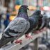 Here’s Why Pigeons Are the Most Misunderstood Birds