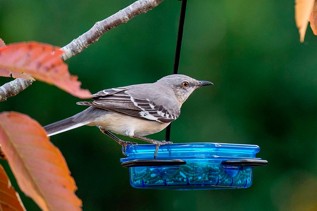 More Birds Seedfeed Feeder Ecomm Amazon.com