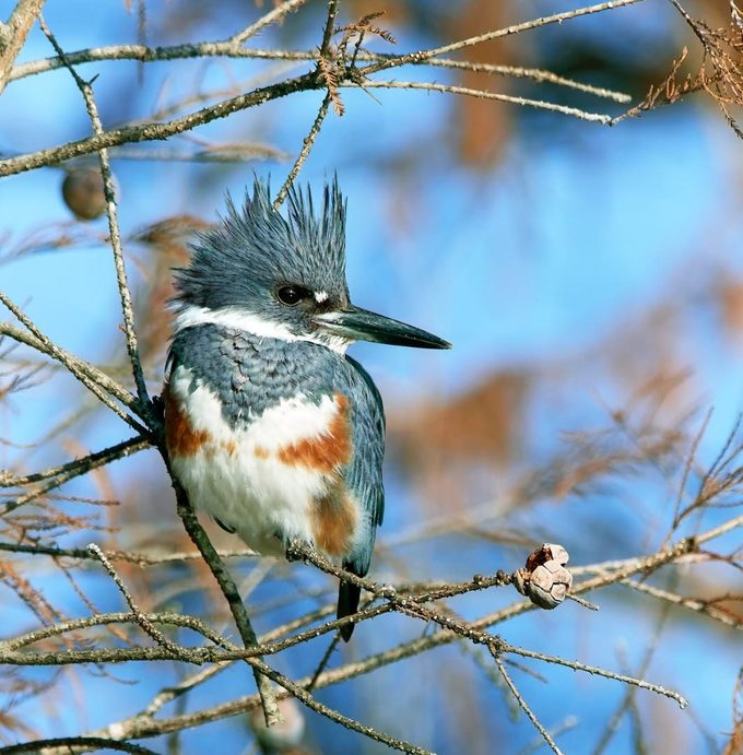 belted kingfisher