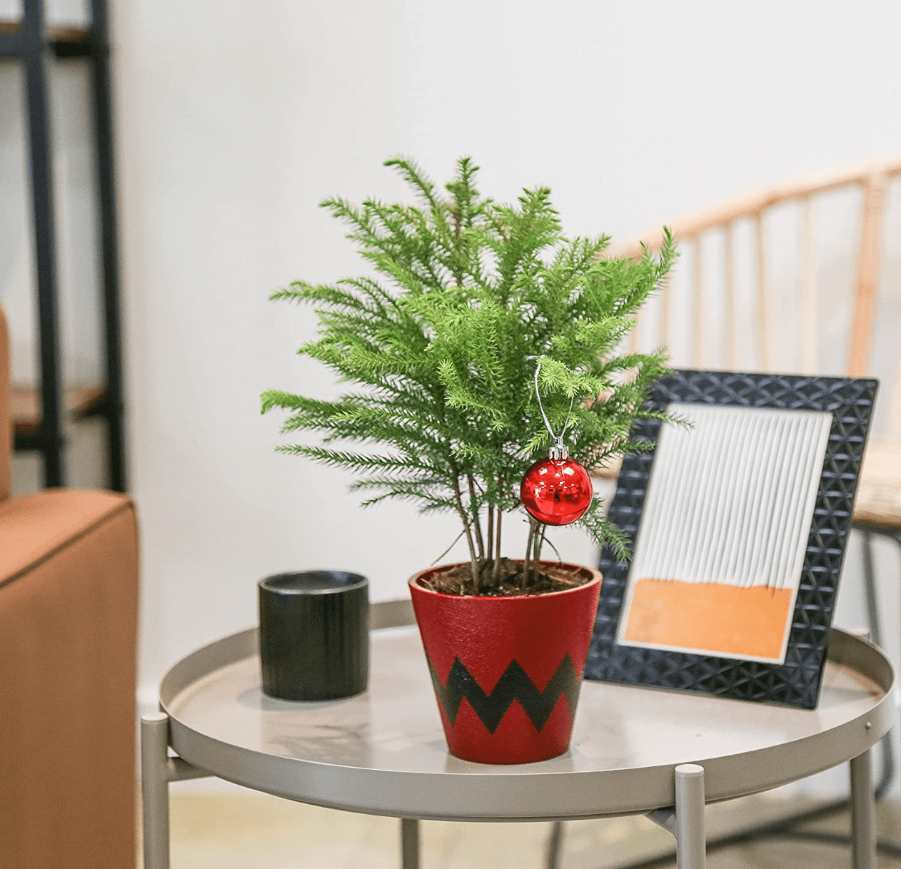norfolk island pine