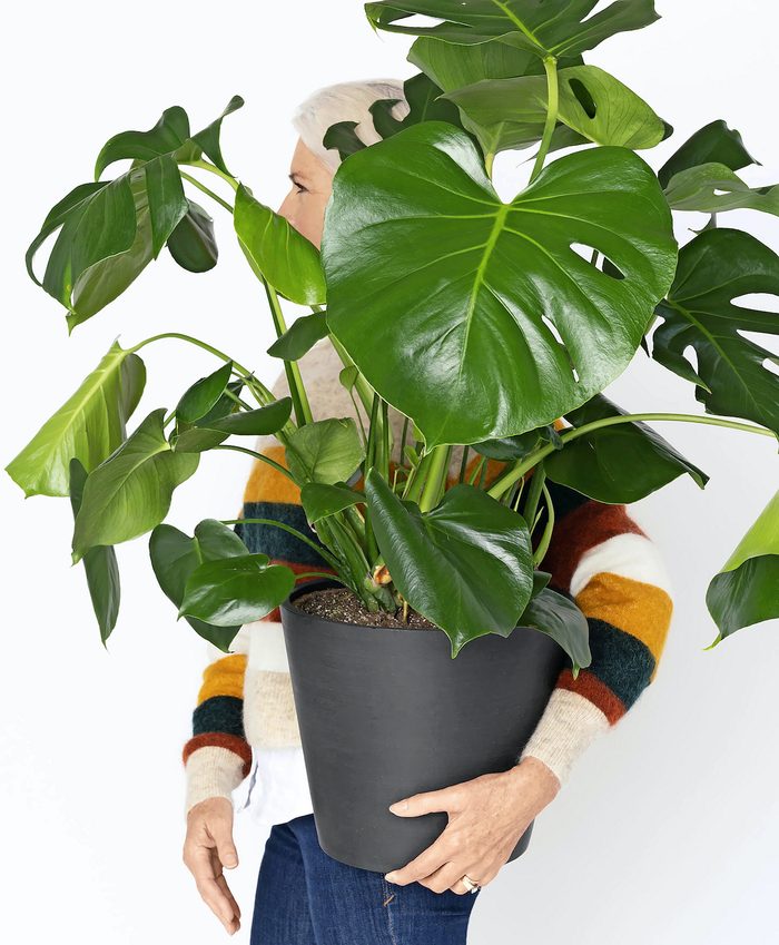 best houseplants for beginners Bloomscape People+plants Dwarf Monstera New