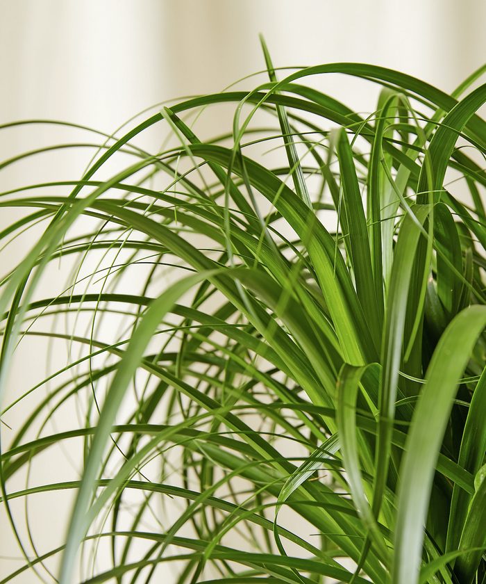 Bloomscape Ponytail Palm Tree V2 Large Detail Color Edit