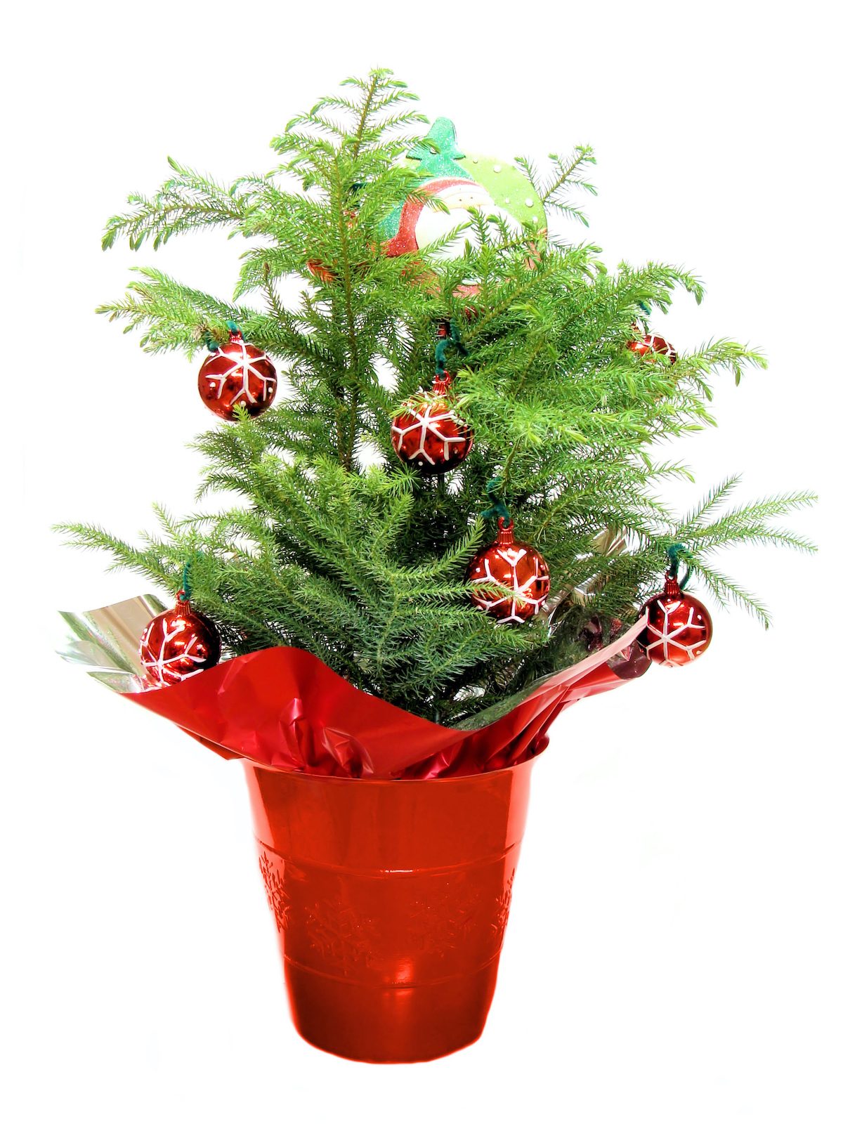 Shttrstock 65187721, norfolk island pine
