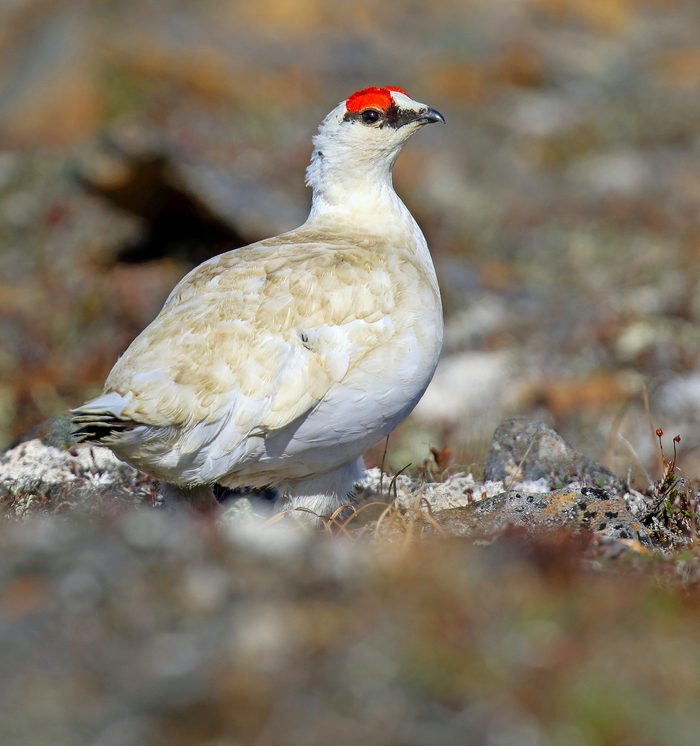 Alaskan,rock,ptarmigan,(lagopus,muta,kelloggae),in,alaska,,united,states.