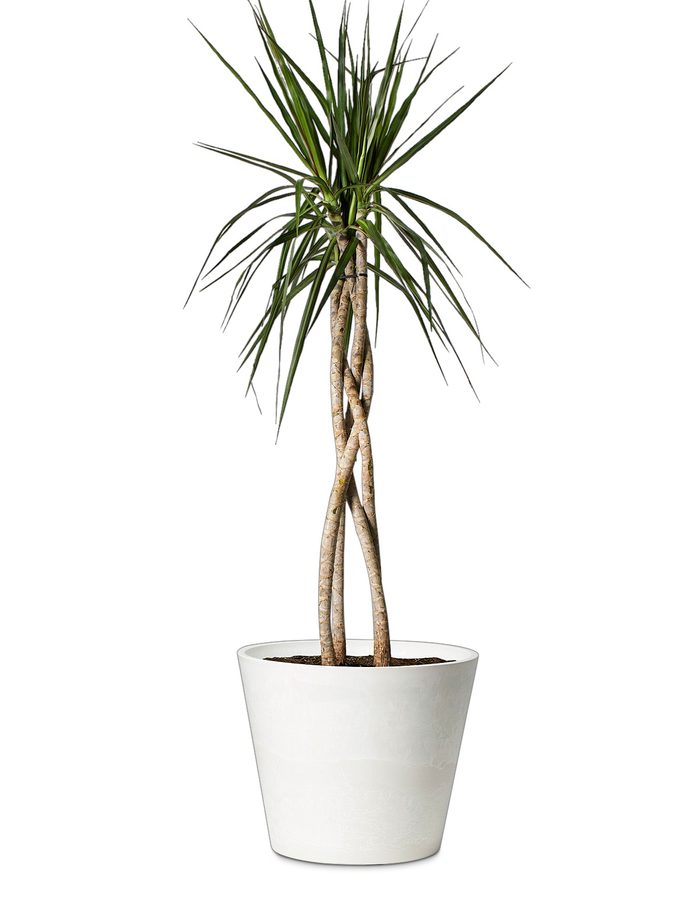 The Sill Dracaena Marginata Copy