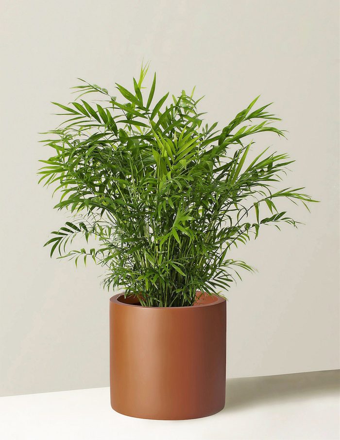 best houseplants for beginners The Sill Parlor Palm Large Burbank Alomd