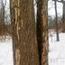 How to Identify Emerald Ash Borer Damage