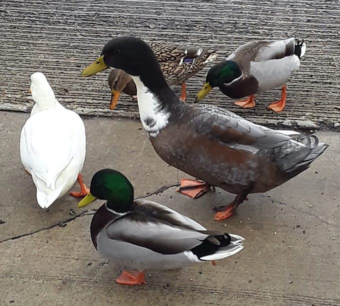 domestic mallard duck