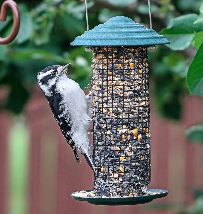 homemade birdseed