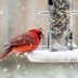 How You Can Help Birds in Cold Winter Weather