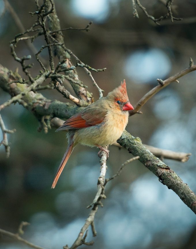 female cardinal